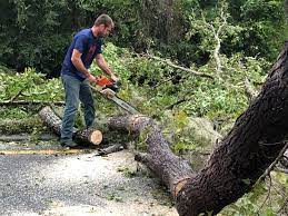 How Our Tree Care Process Works  in  Nome, AK