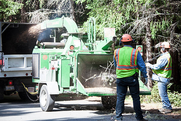Best Tree Removal  in Nome, AK