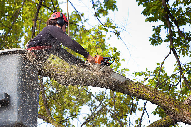 Best Stump Grinding and Removal  in Nome, AK