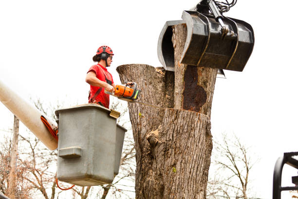 Reliable Nome, AK Tree Care Solutions